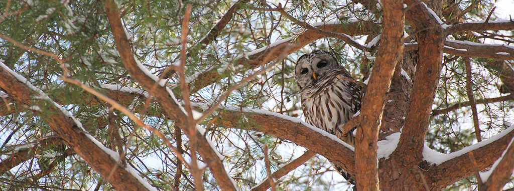My first Barred Owl sighting, at Eagle Creek.
