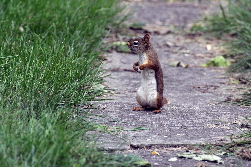 squirrel2