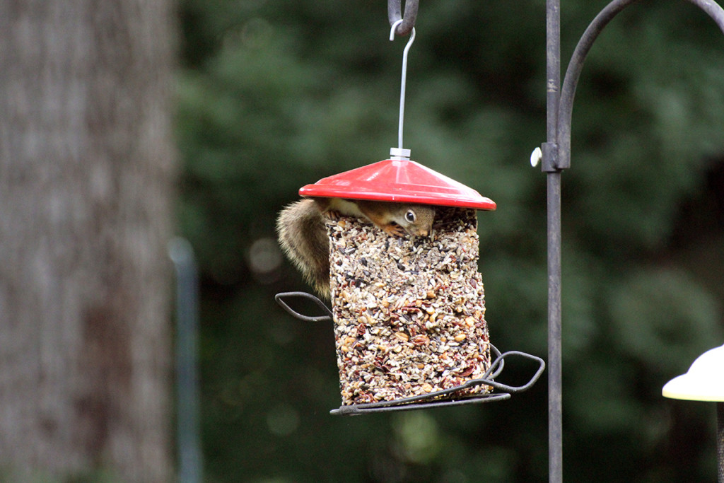 This guy managed to get into my bird feeders!