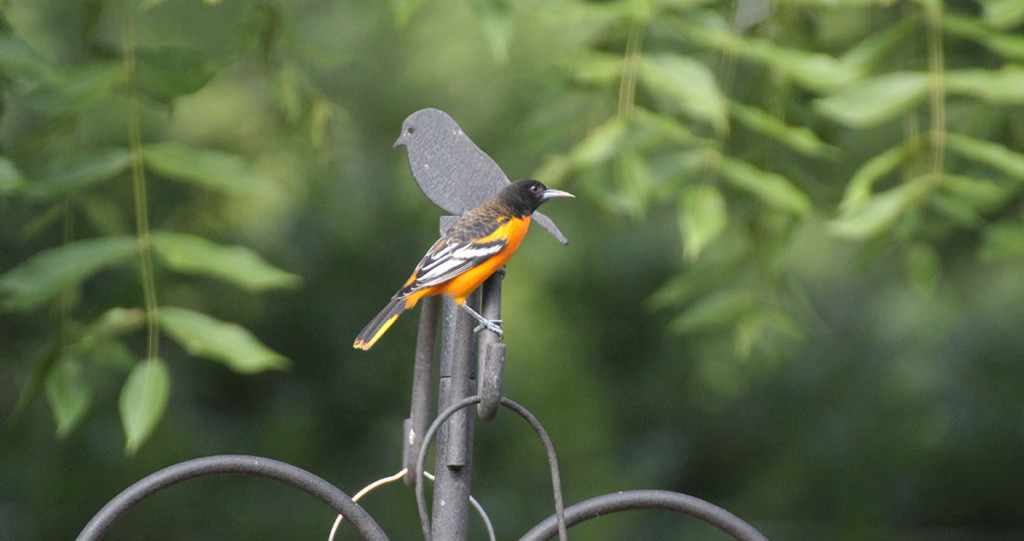 baltimore-oriole-w