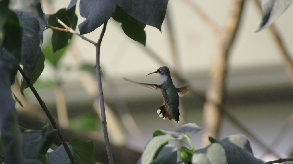 hummingbird-floating-w
