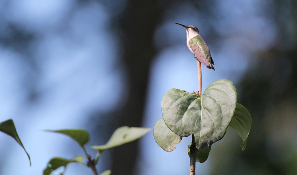 hummingbird-perched-w
